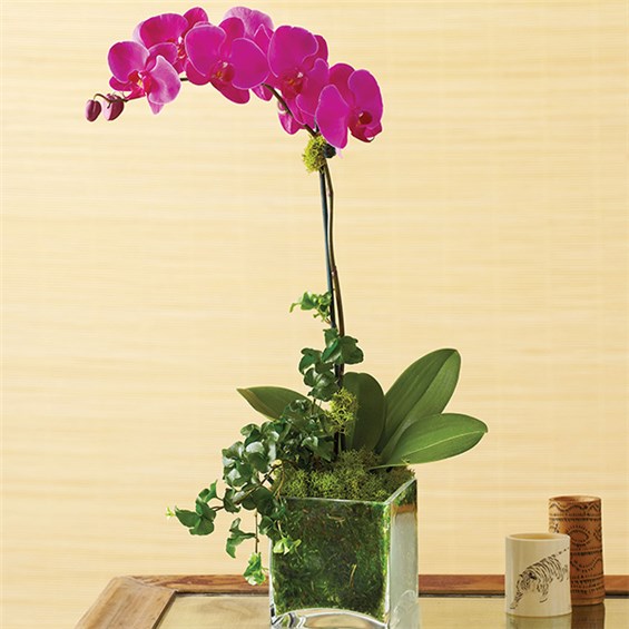 Capture their love for the exotic with a passionate purple Phalaenopsis orchid. Also known as the moth orchid for its shapely leaves that resemble moths in flight, this beauty is hand-selected by our florists and arrives in a chic cube planter that's perfect for any décor.