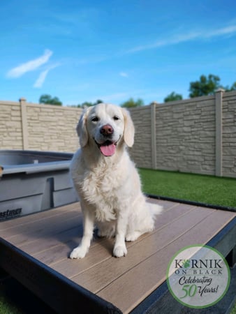 Images Karnik On Black - Dog Daycare, Boarding & Grooming