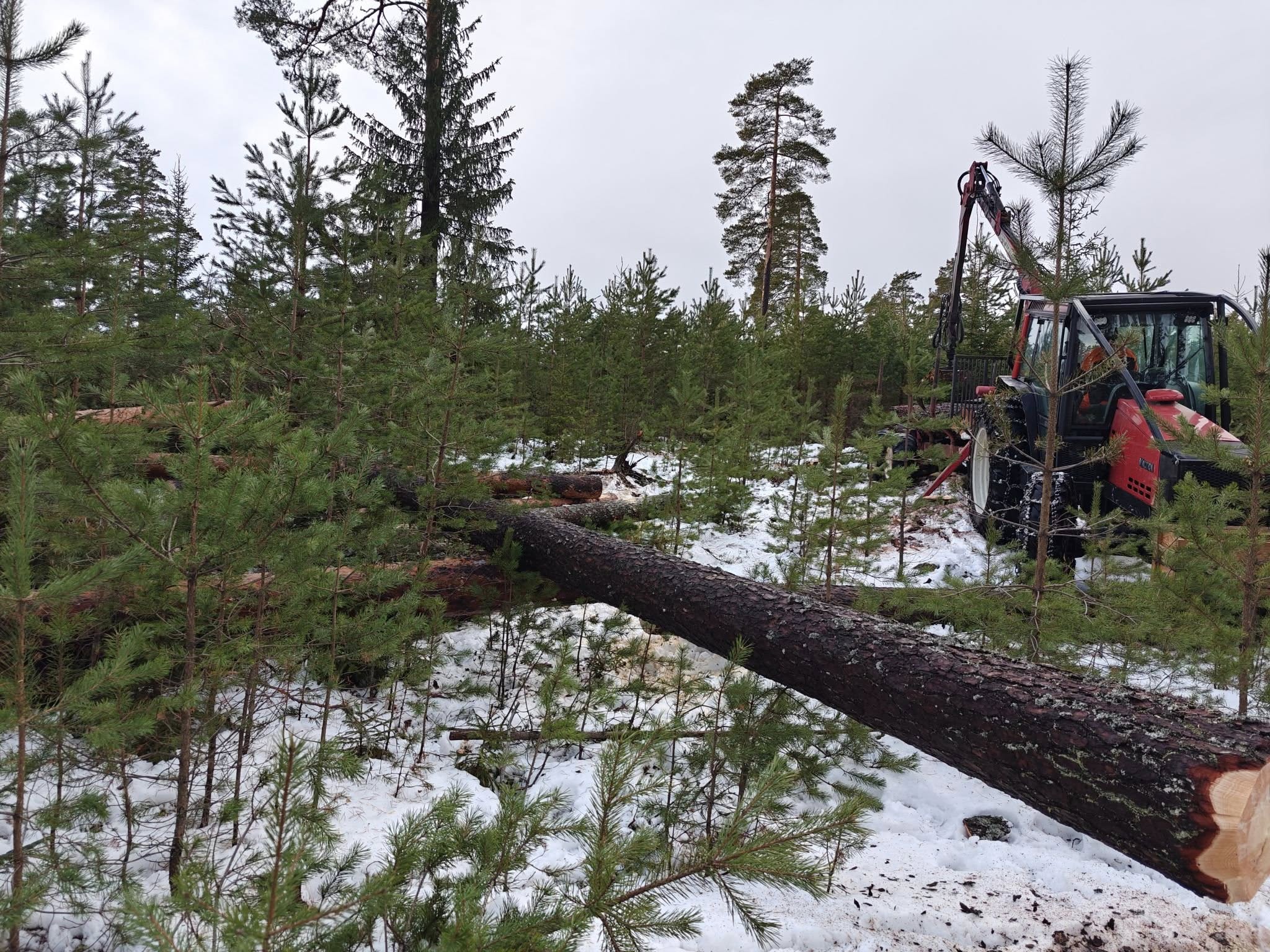 Images FLF Trädfällning och skog