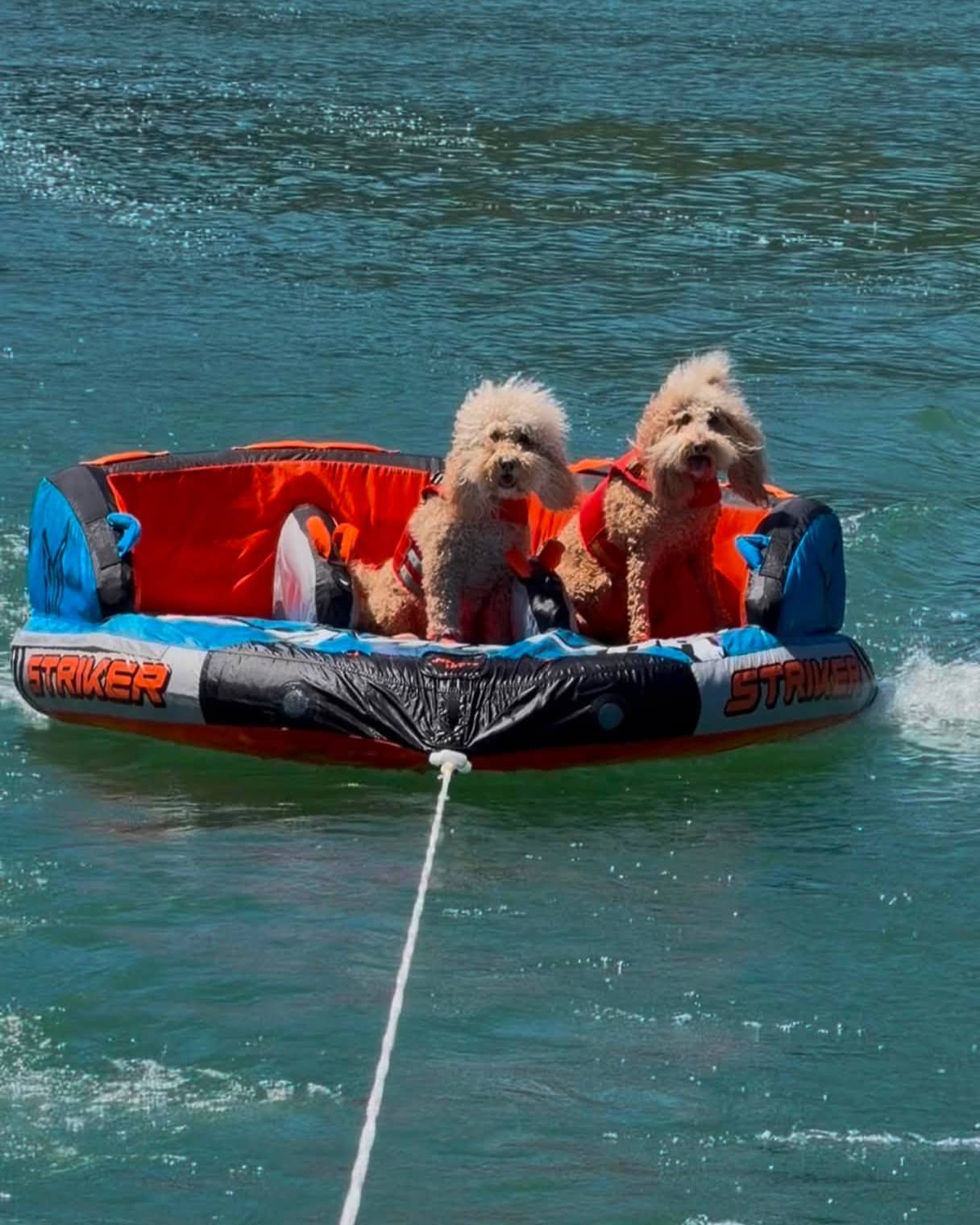 Photo courtesy of a valued policyholder and his beloved fur babies! Thank you for sharing these adorable moments with us!