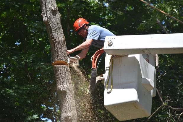 Images Northern Essex Tree Service