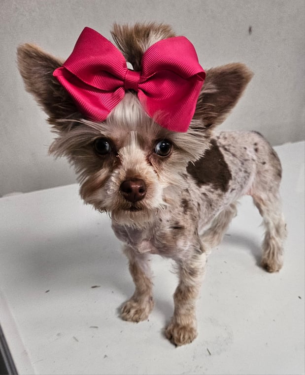 Images Bad, Beautiful & Bossy AKC Yorkies