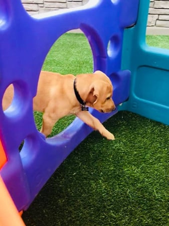 Images Idaho Dog Park