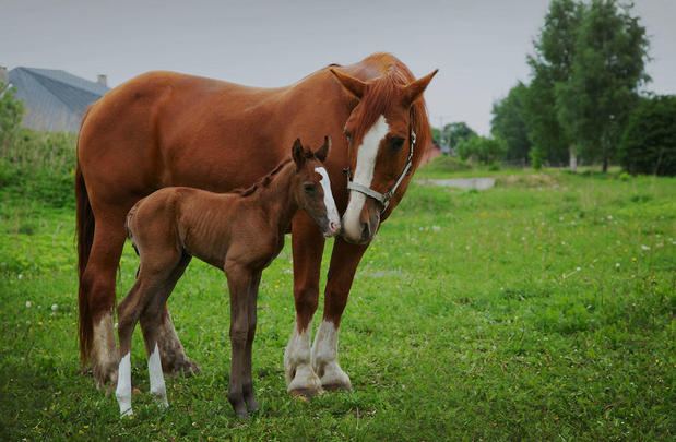 Images Bay City Veterinary Clinic & Equine Hospital