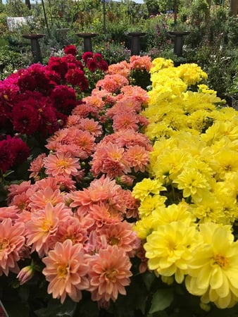 Images Johnson Garden Center