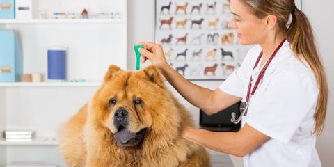 Images Pet Health Clinic