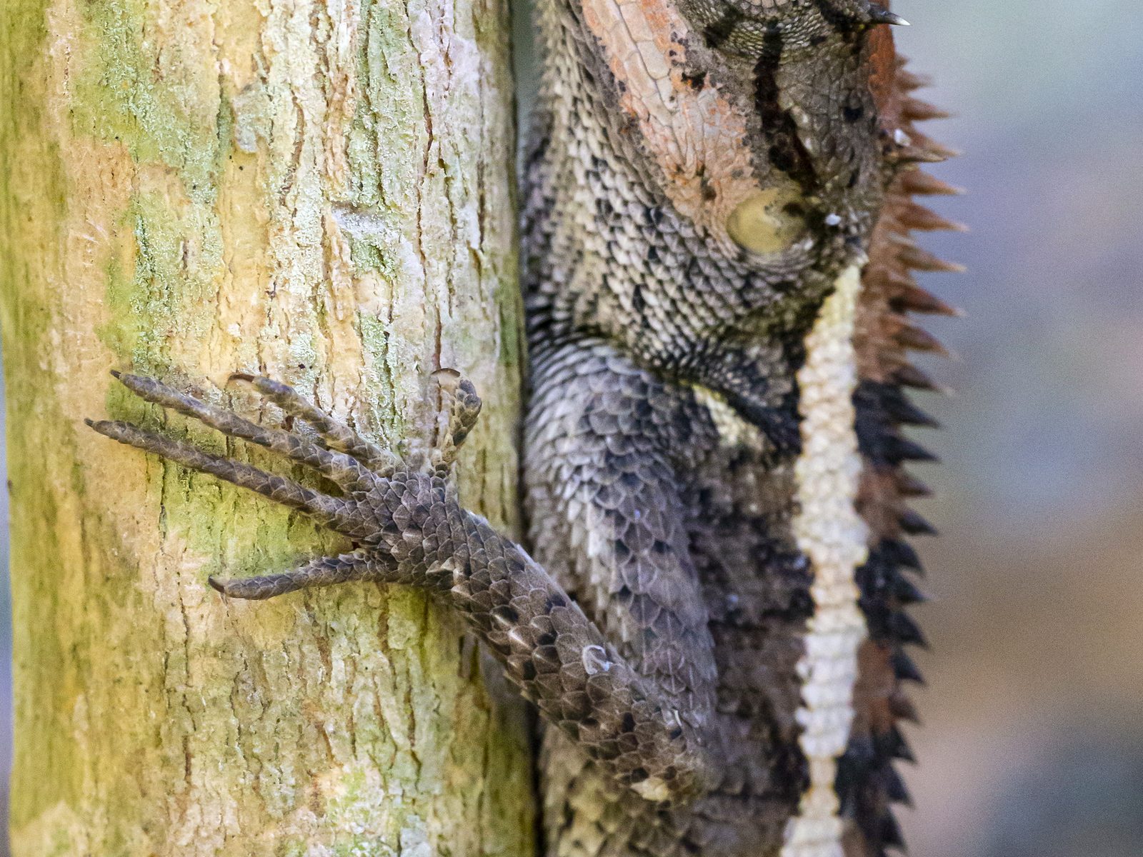 A & C Wildlife Removal