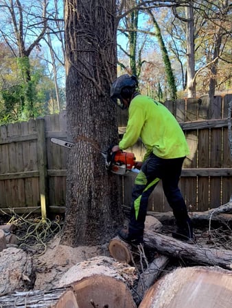 Images Tree Assault Tree Care