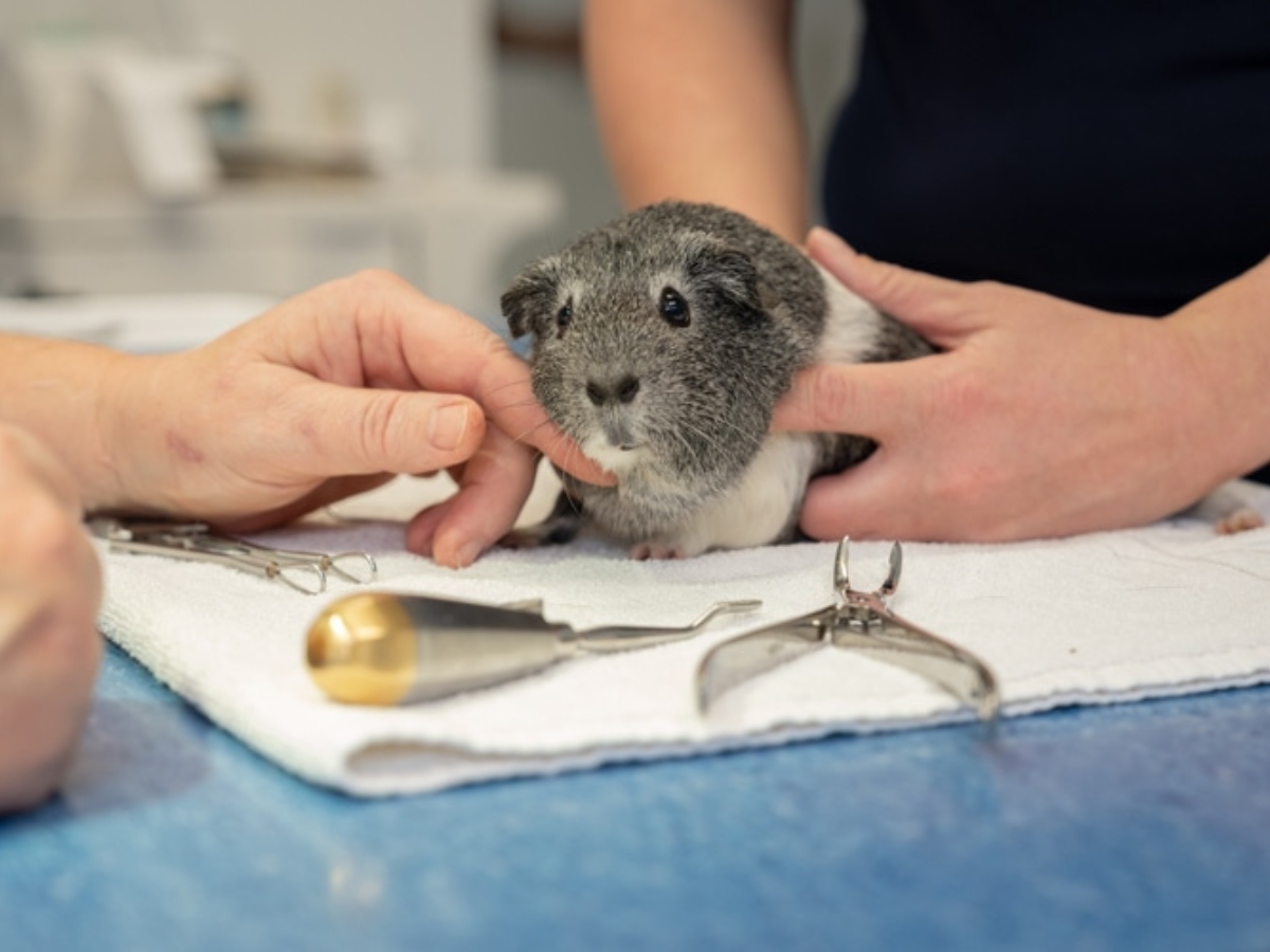 Bild 20 Tierarzt Hülsmann Speyer, Kleintierpraxis Dres. Hülsmann in Speyer