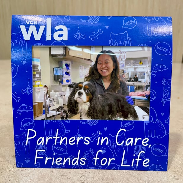 Images VCA West Los Angeles Animal Hospital