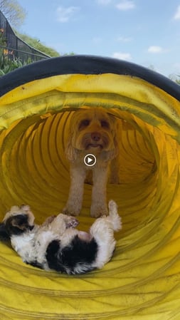 Images Del Mar Doggers dog walking, dog sitting, overnight stays