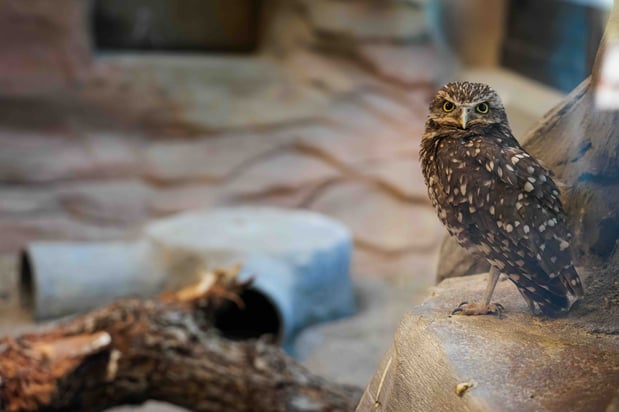 Images Utah's Hogle Zoo