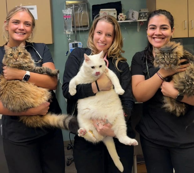 Images Adobe Animal Hospital