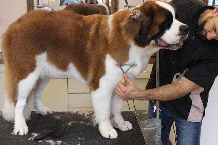 Big dog being groomed