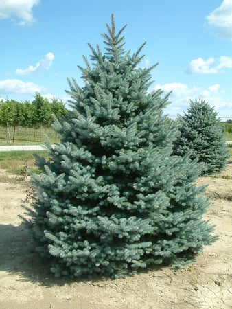 Images A. Brown & Sons Nursery Inc.