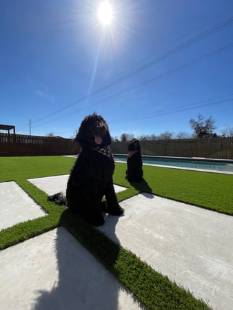 Images Waterloo Turf Austin
