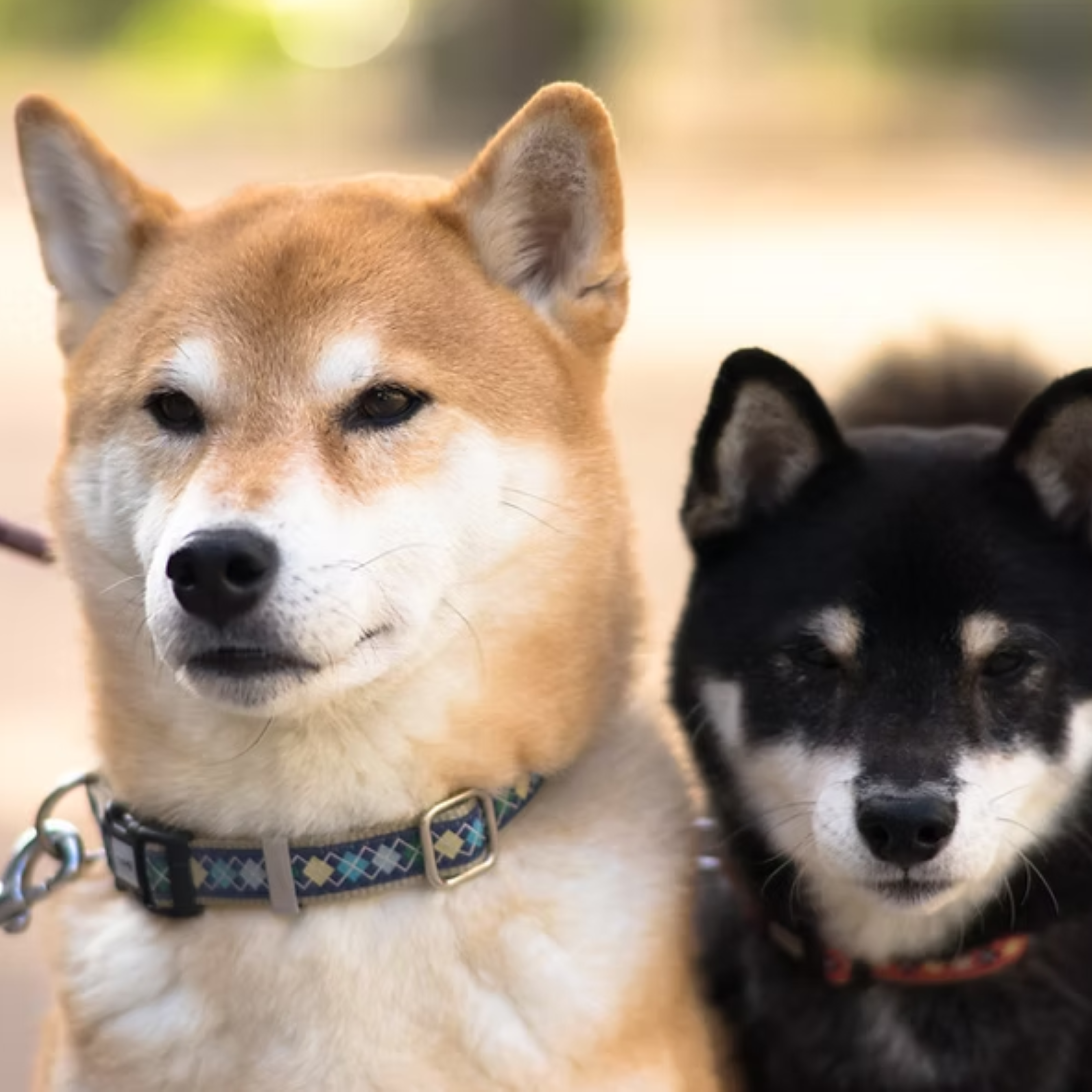Images MARUCO動物病院