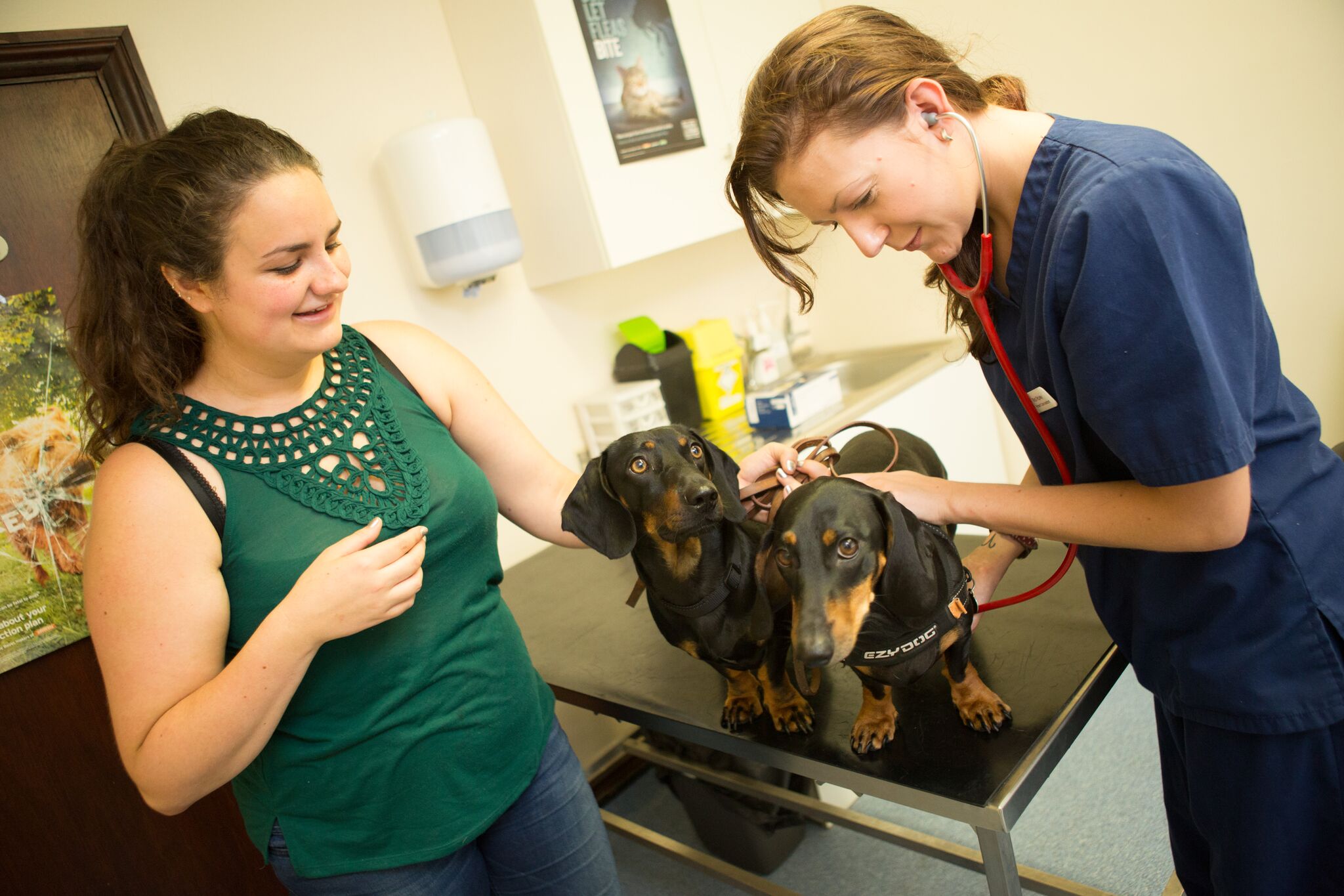 Images The Animal Clinic