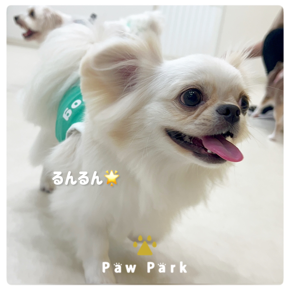 Images PawPark 犬のようちえん 高槻店