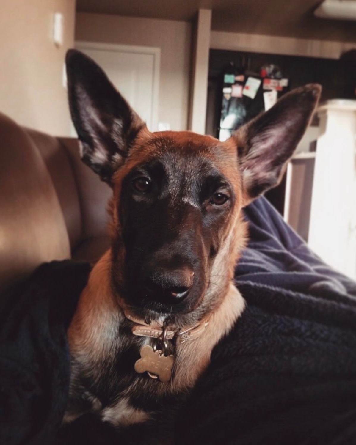 Happy National Puppy Day!