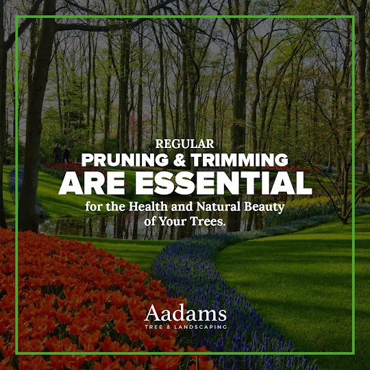 #1 tree arborist, tree removal service, tree trimming, tree pruning, stump grinding, tree service company serving the Kirkland, Bothell, Woodinville, Monroe, Kenmore, Bellevue, and Washington. Aadam’s Tree Service is founded on honesty, integrity. We are highly qualified tree professionals.
