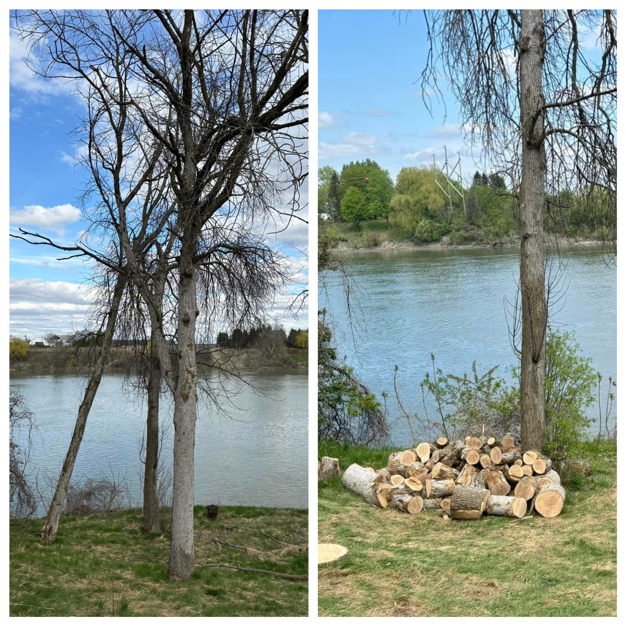 Images Arboriculture PH