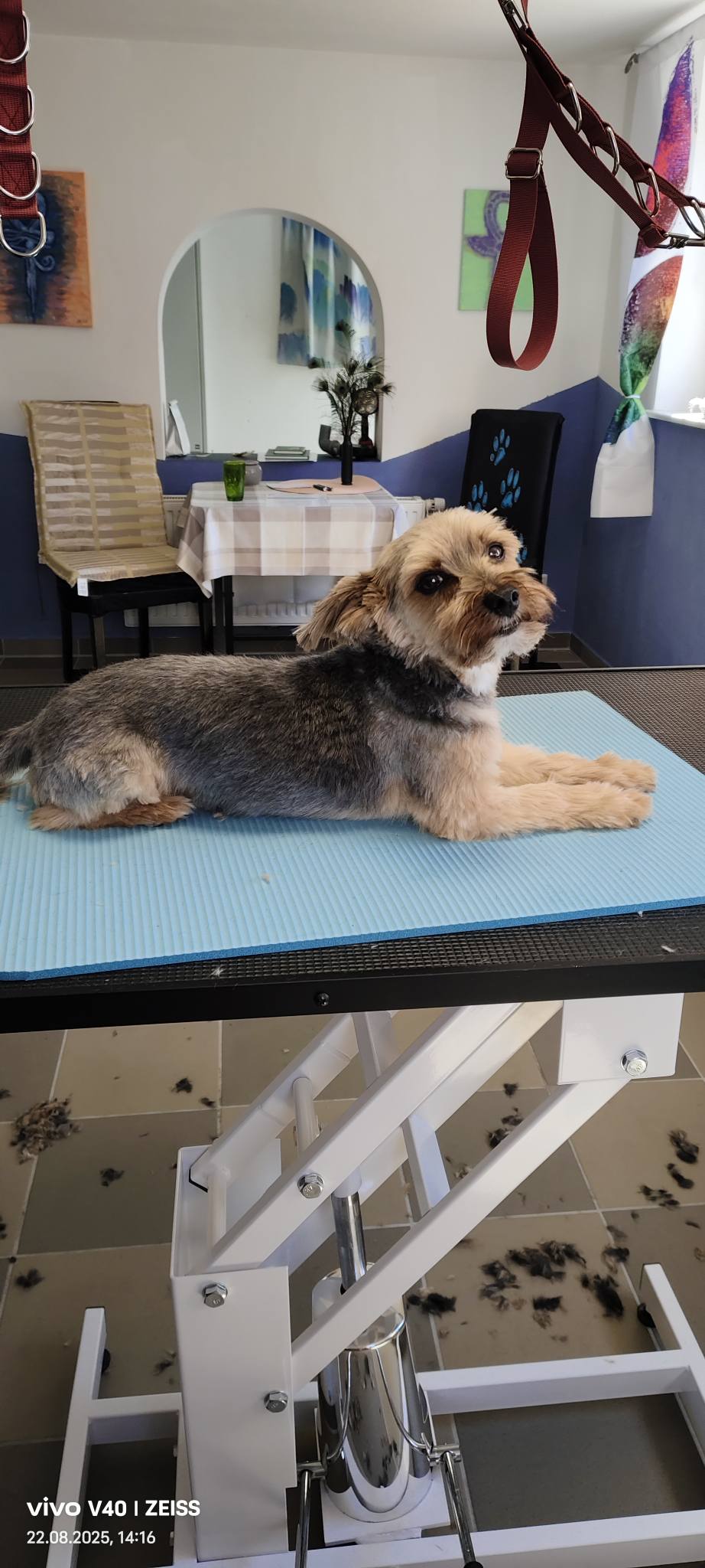 Bild 3 von Funny Crazy Dogs - Hundesalon