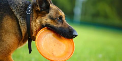 3 Brain Games for Your Dog from Kitsap County’s Best Veterinary Services Provider