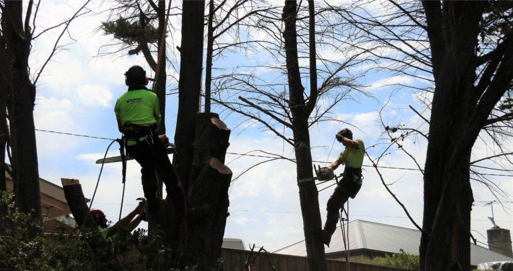 Images Redback Tree Services Greensborough