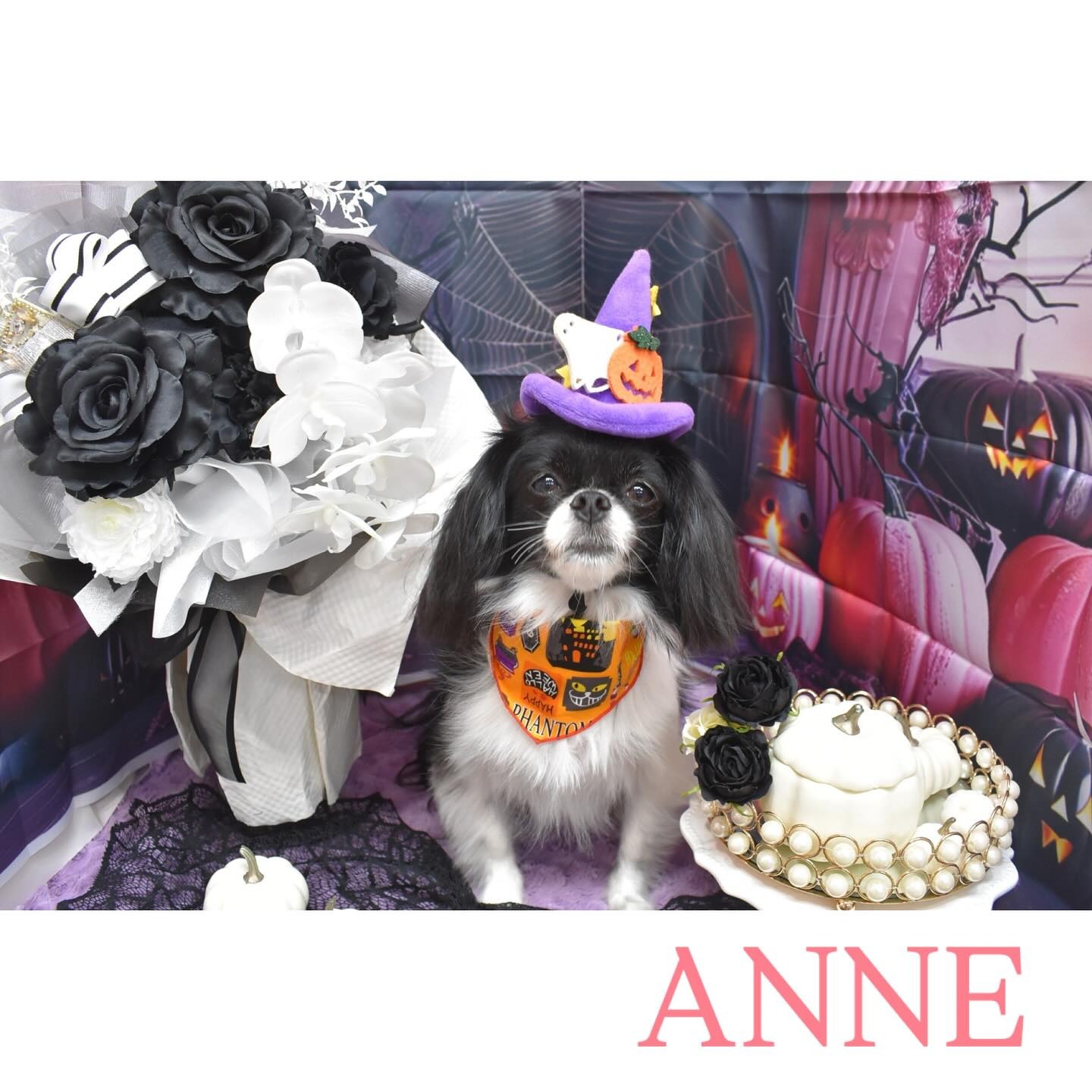 Images わんわんスタイルANNE