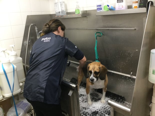 Images Petco Grooming