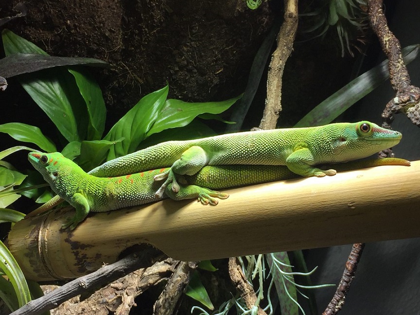 Handmade-Terrarienbau, Steinsstr. 59a in Mönchengladbach