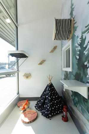 Images Cozy Cat Suites
