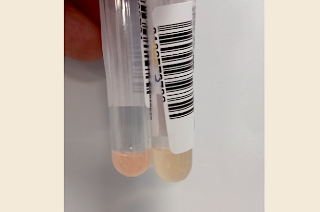 Images Veterinario Oncologo - Tumori Cani e Gatto - Dr. Elias Pirari