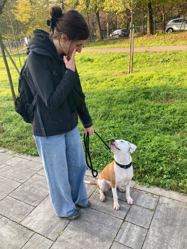 Images Smiling Dogs Addestramento Cani e Cuccioli