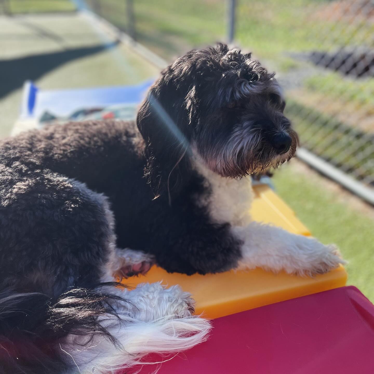 Bed and Biscuit Image