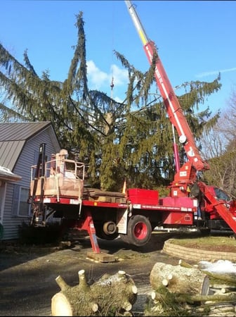 Images Guardian Tree Company