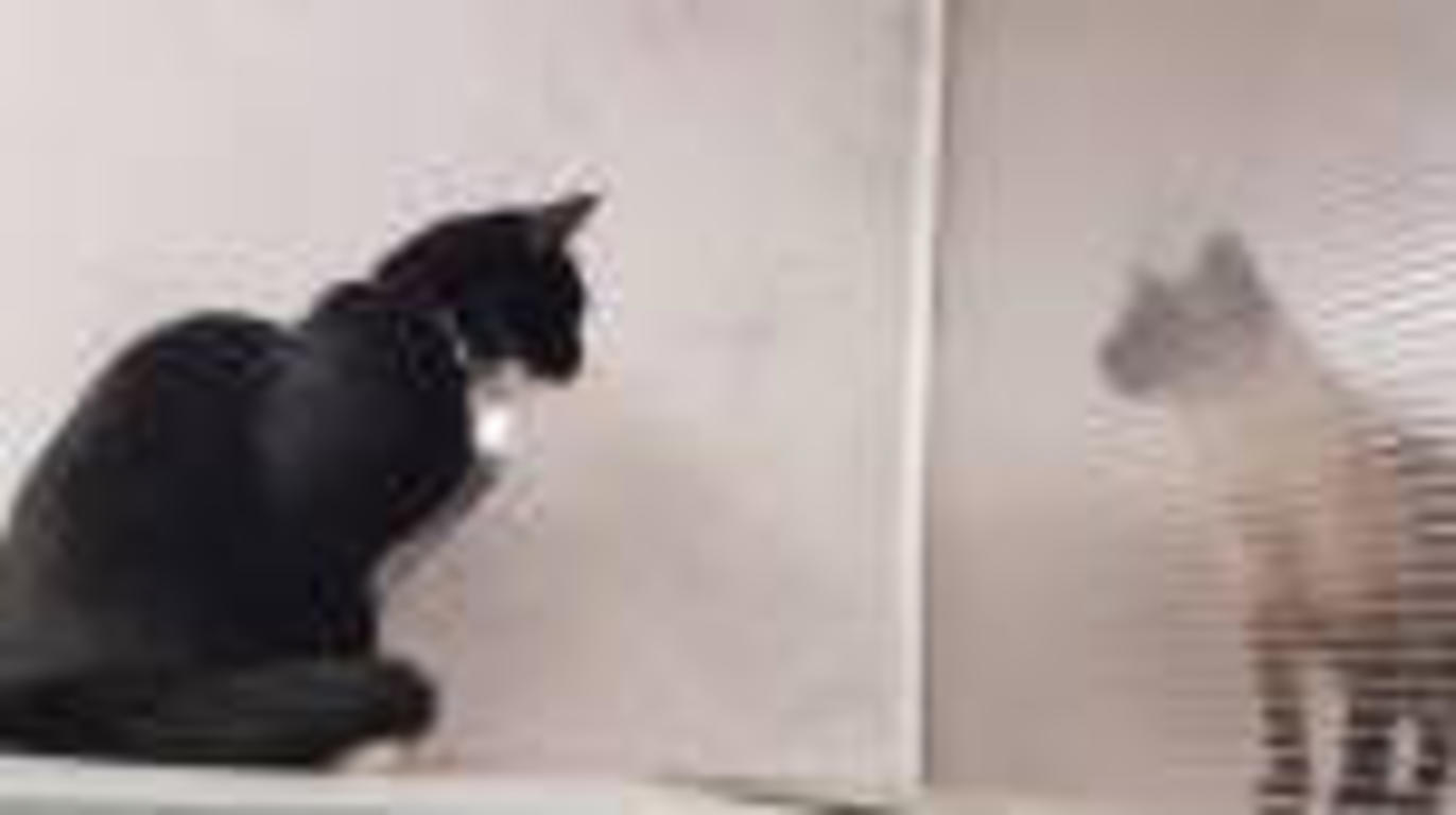Images Norra Stockholm Katt&Hund