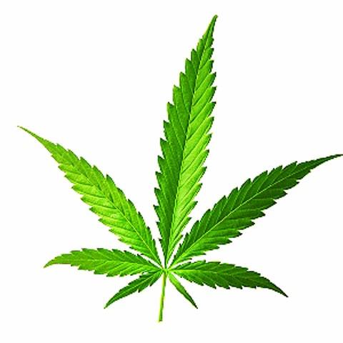 Grizzly OG