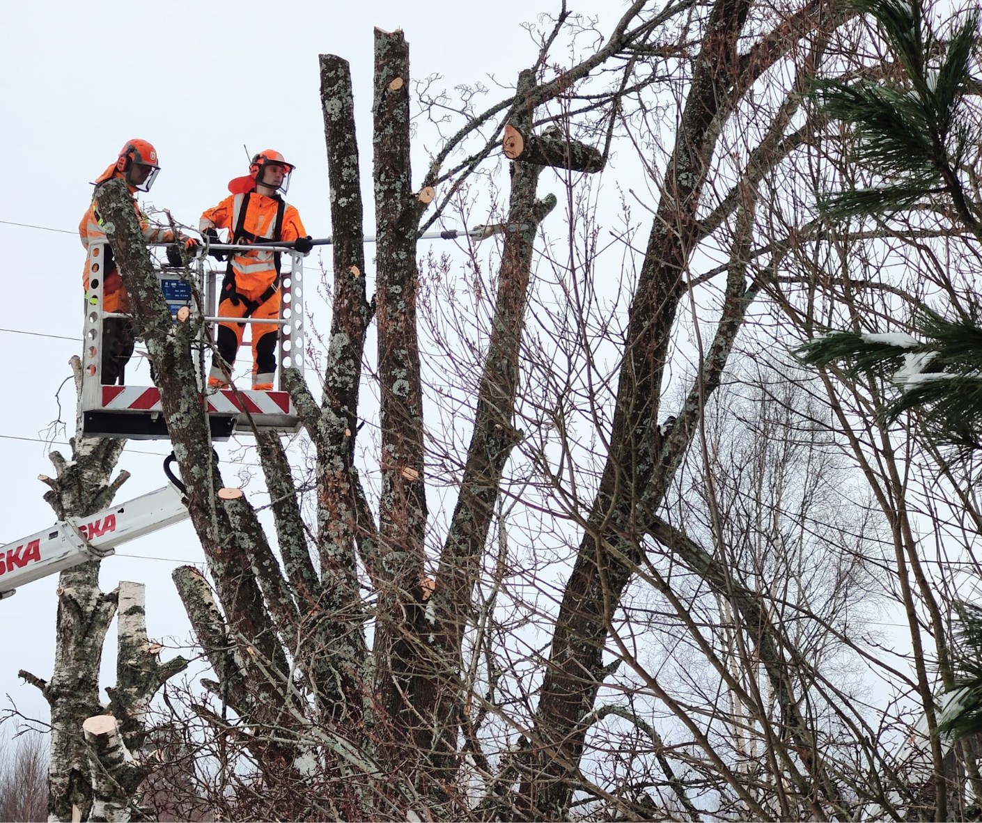 Images Metsä Nieminen Oy