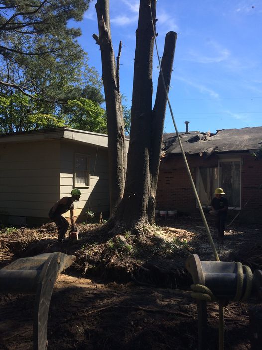 Allen Tree Service Logo