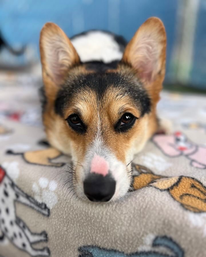 Bed and Biscuit Image