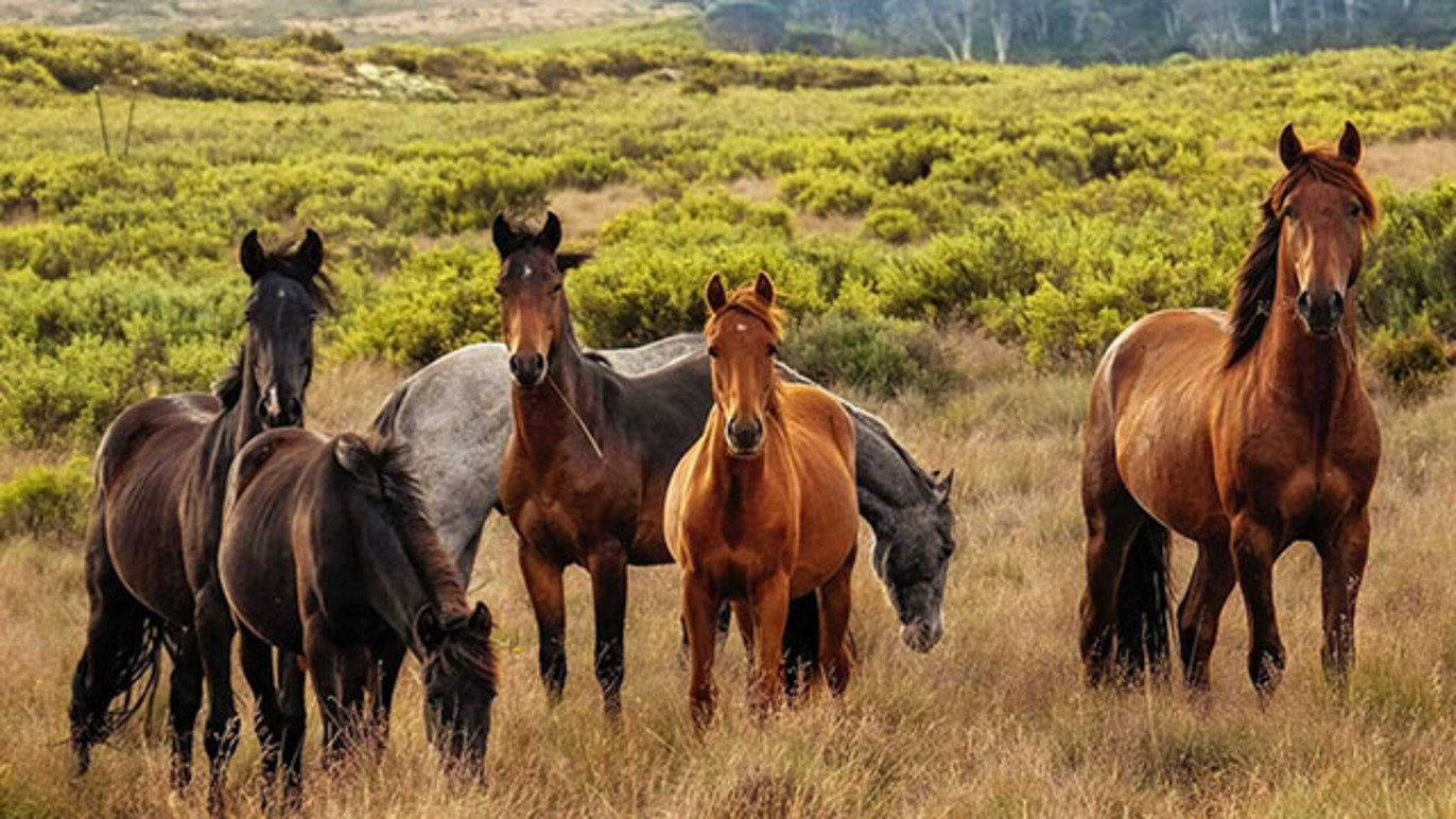 Images Mantorps Travshop AB