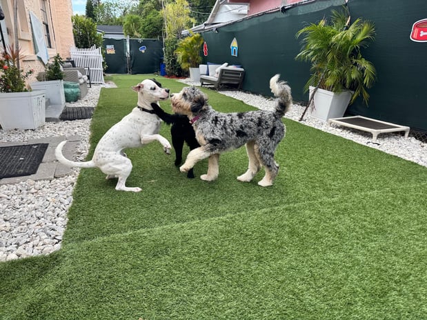 Images Pawfect Pals Miami