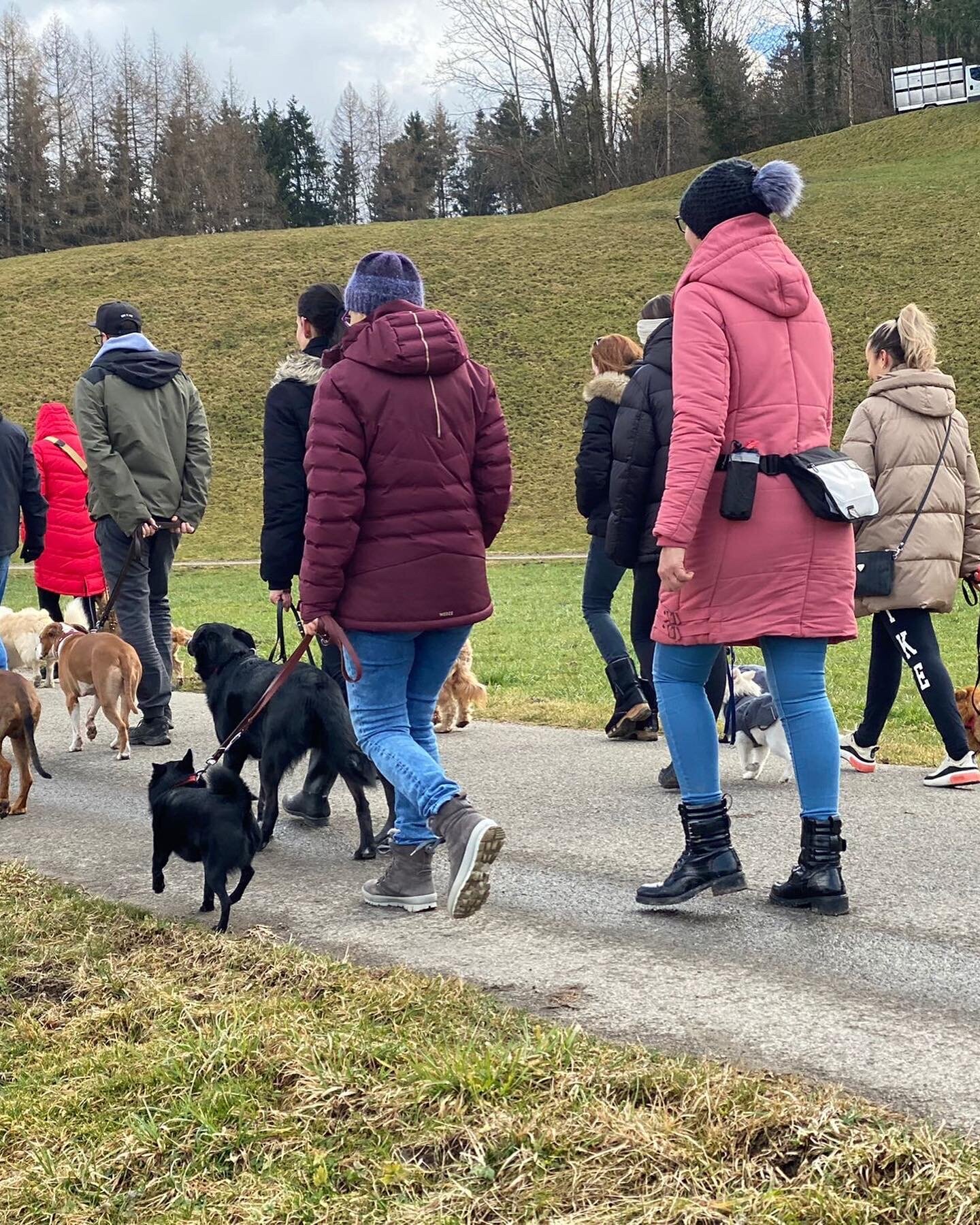 Bilder A-Z-Hundetraining