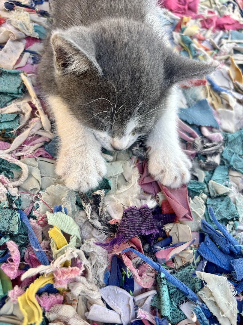 Bild 6 von mel4animal - Melanie Leikam