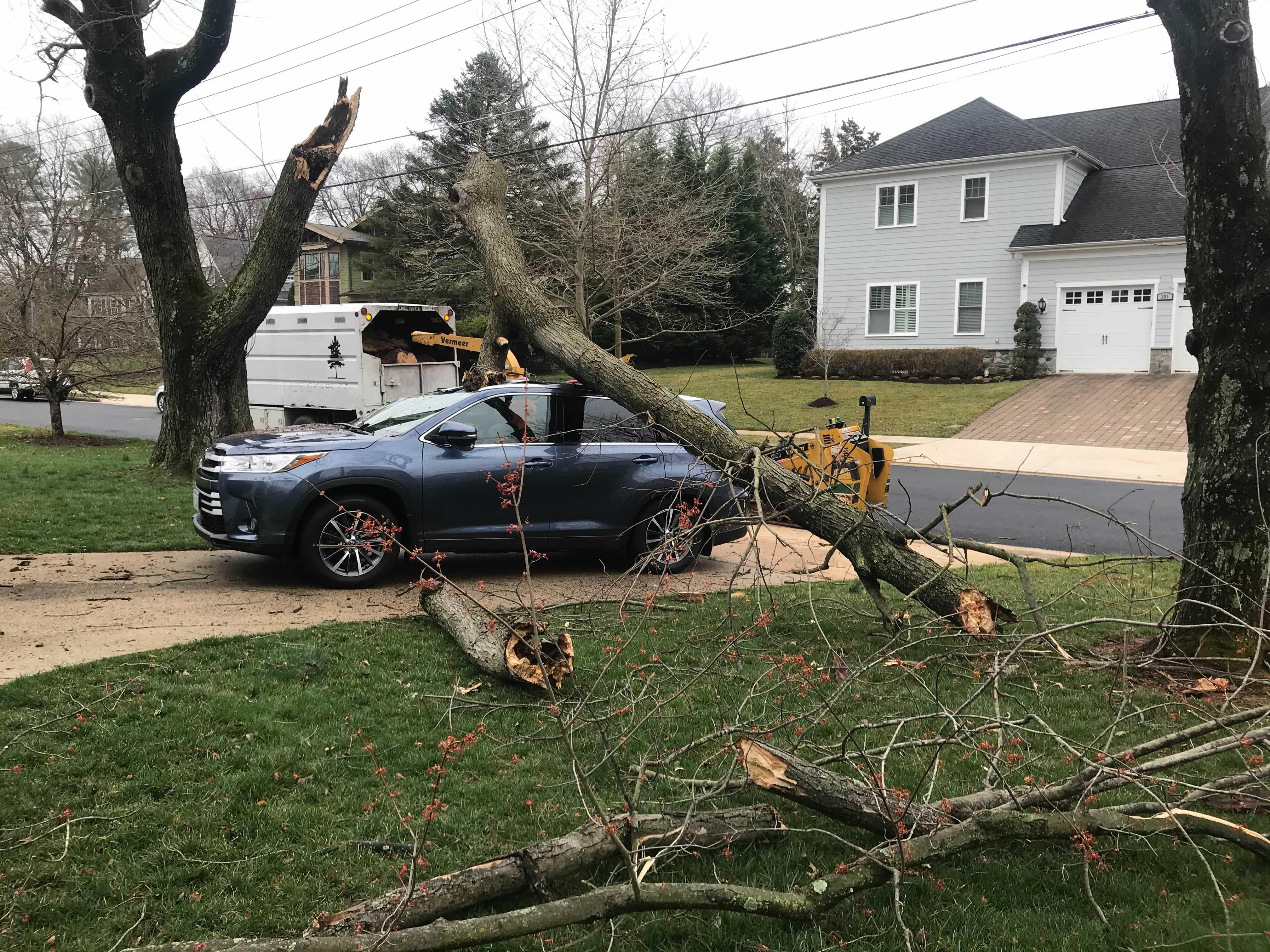 Tree Care Services Near Me in Manassas, VA - ProArbor