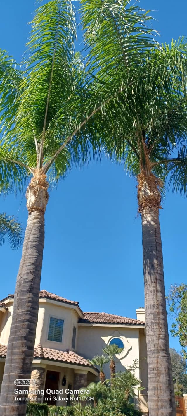 Francisco Landscaping & Construction - Palm Tree Trimming 