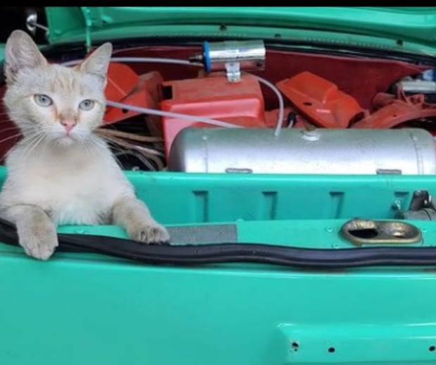 Images North County Independent Audi & VW