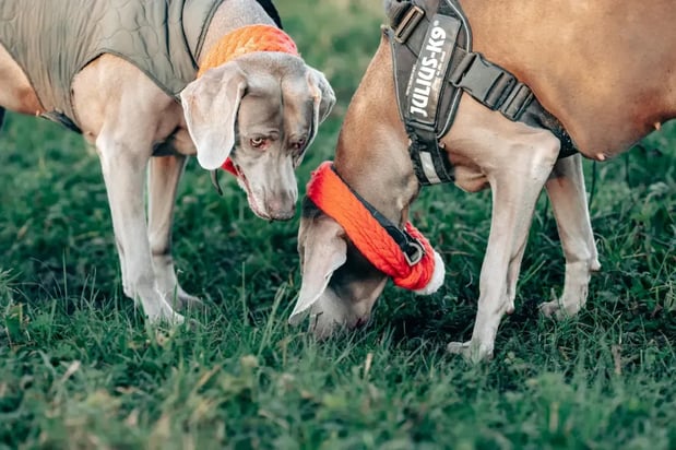 Images Spartan K9 LLC